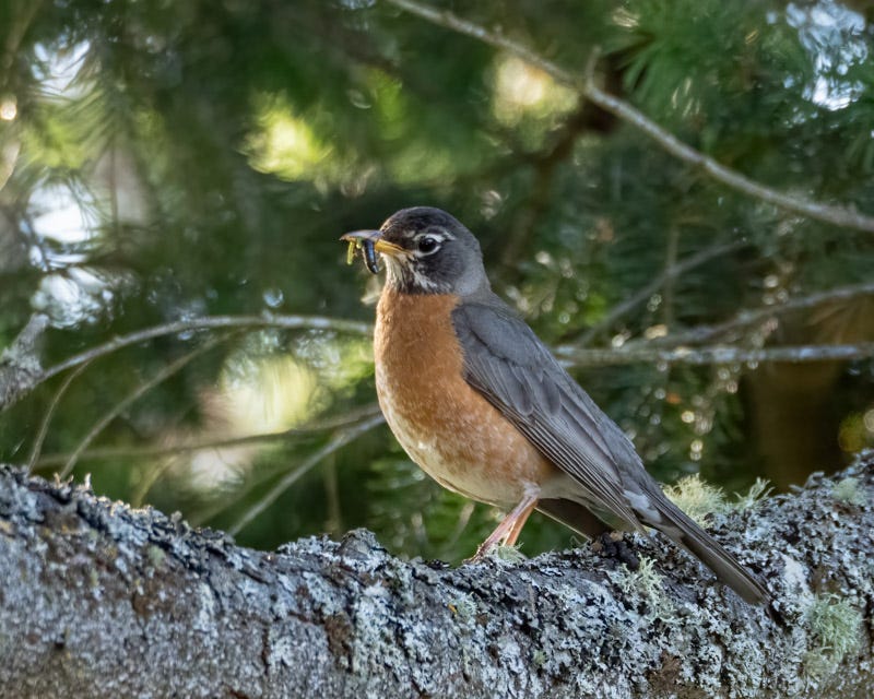 20250610-SJI3-1168-Edit.jpg 20250610-SJI3-1168-Edit.jpg