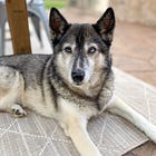 Gifts for and of an old dog
