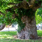 6. Newtown Black Poplar