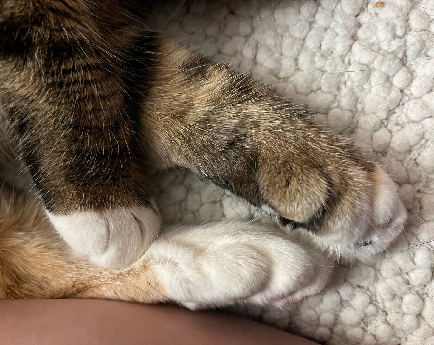 A close-up of Bird’s extra toes. A close-up of Bird’s extra toes.