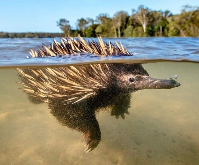 r/australia - Today I learned echidnas can swim