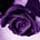 Cyn Hanrahan McC's avatar