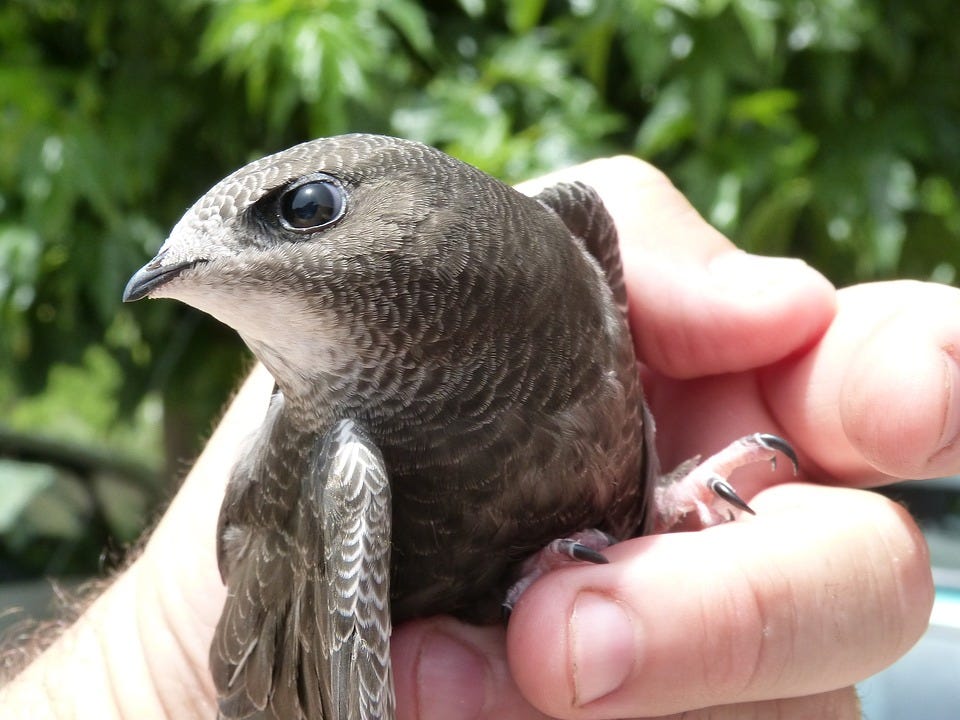 Apus Apus, Swift, Falciot, Falzilla, Chick, Hand