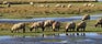Saltmarsh Economics