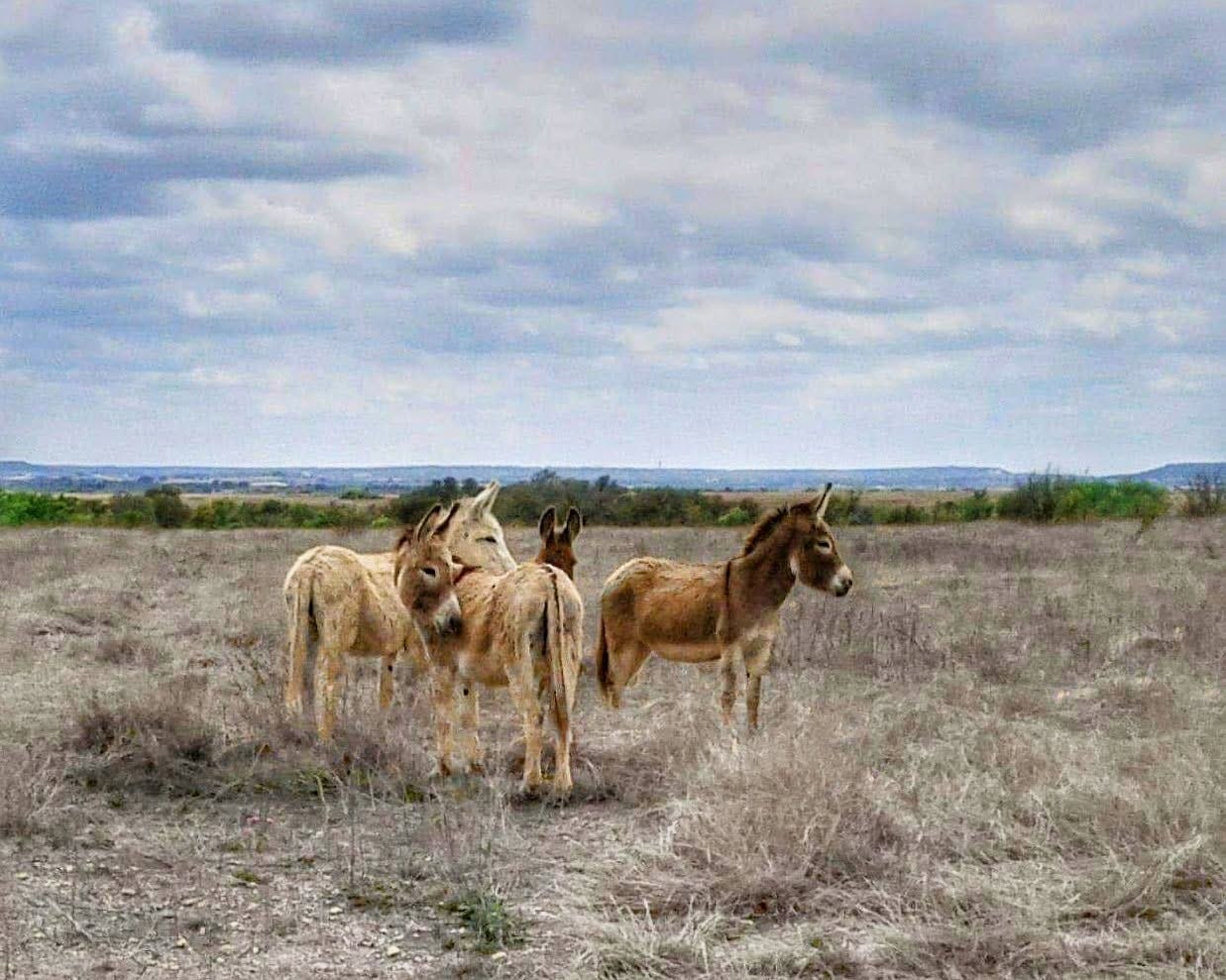 A group of donkeys standing in a field in Texas A group of donkeys standing in a field in Texas