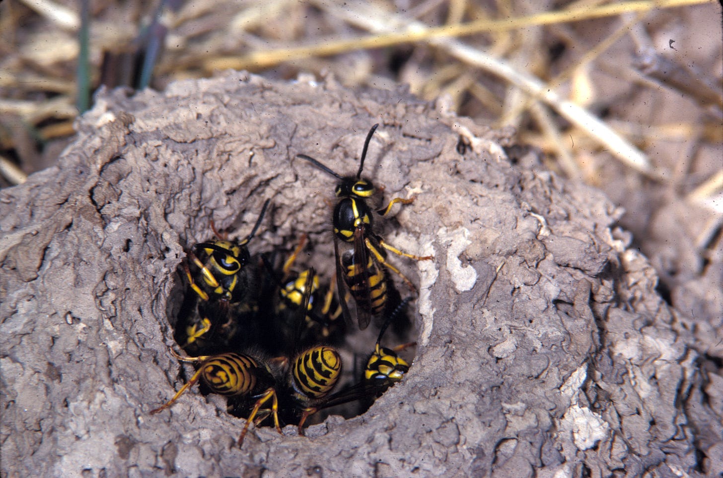 Ground Wasp Nest Identification Sale | cityofclovis.org
