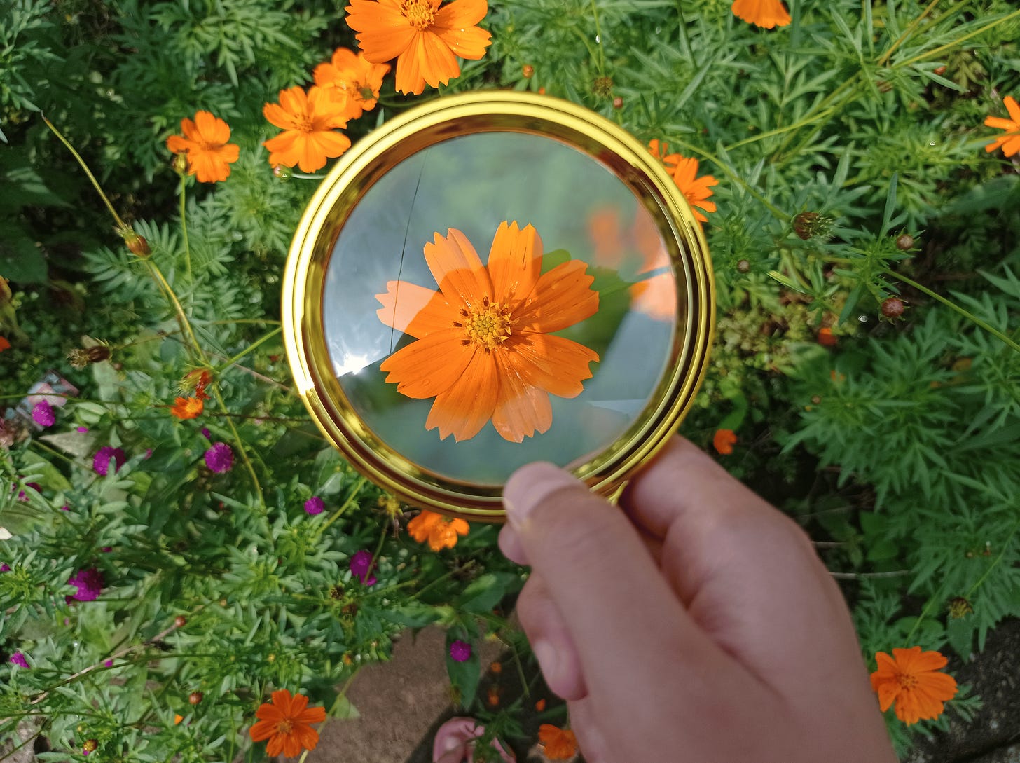 Close-up of vibrant orange flowers being observed through a magnifying glass, symbolizing mindful observation and present-moment awareness.