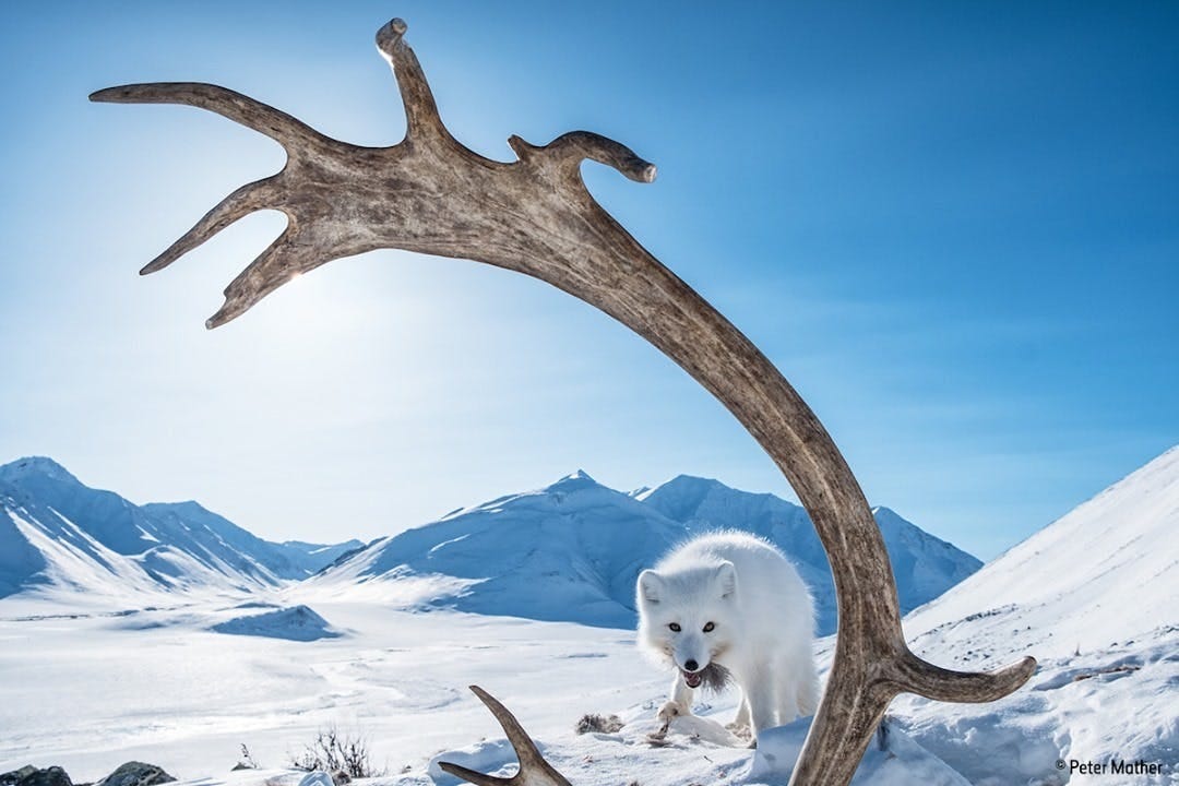 arctic fox