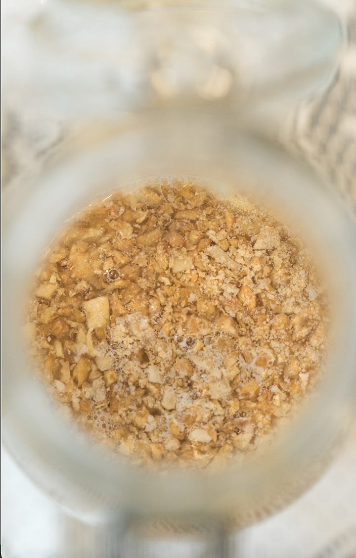 mouldy ginger bug