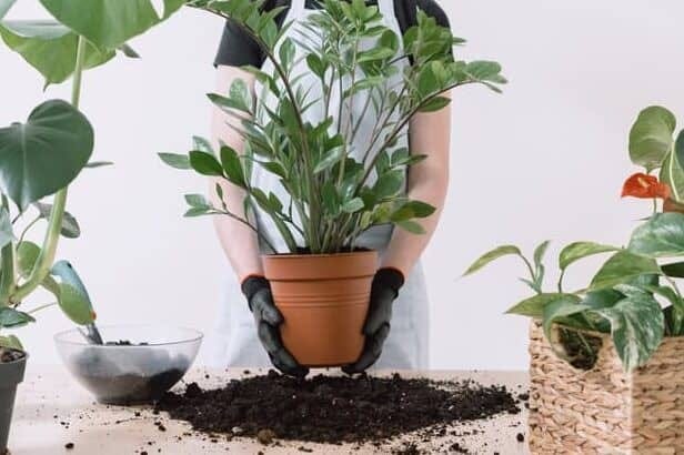 selecting soil for indoor plant care with a person holding a potted snake plant with soil on the table. selecting soil for indoor plant care with a person holding a potted snake plant with soil on the table.