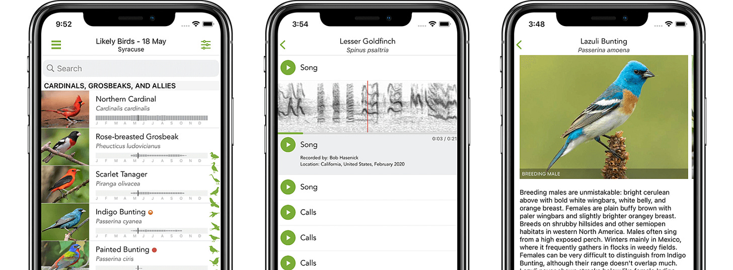 Merlin ID app para reconocer aves