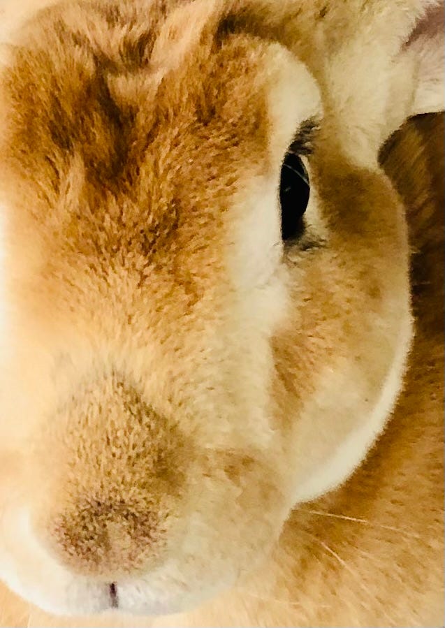 Rabbit