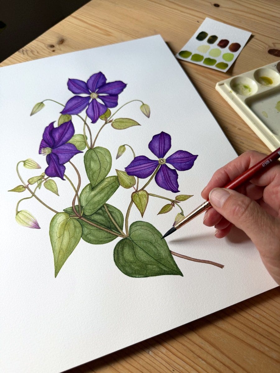 Anne Butera puts the finishing touches on a botanical watercolor painting of purple clematis flowers