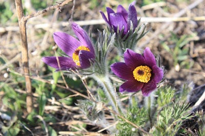 Pasque Flowers on the farm