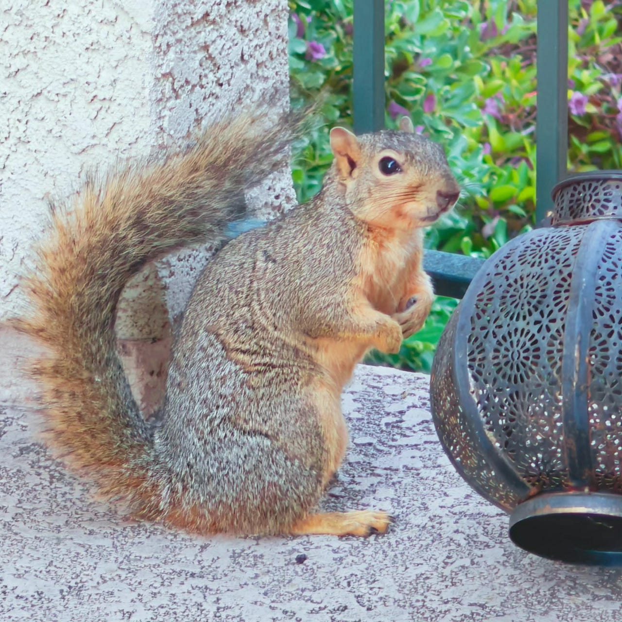 The Furred & The Furious