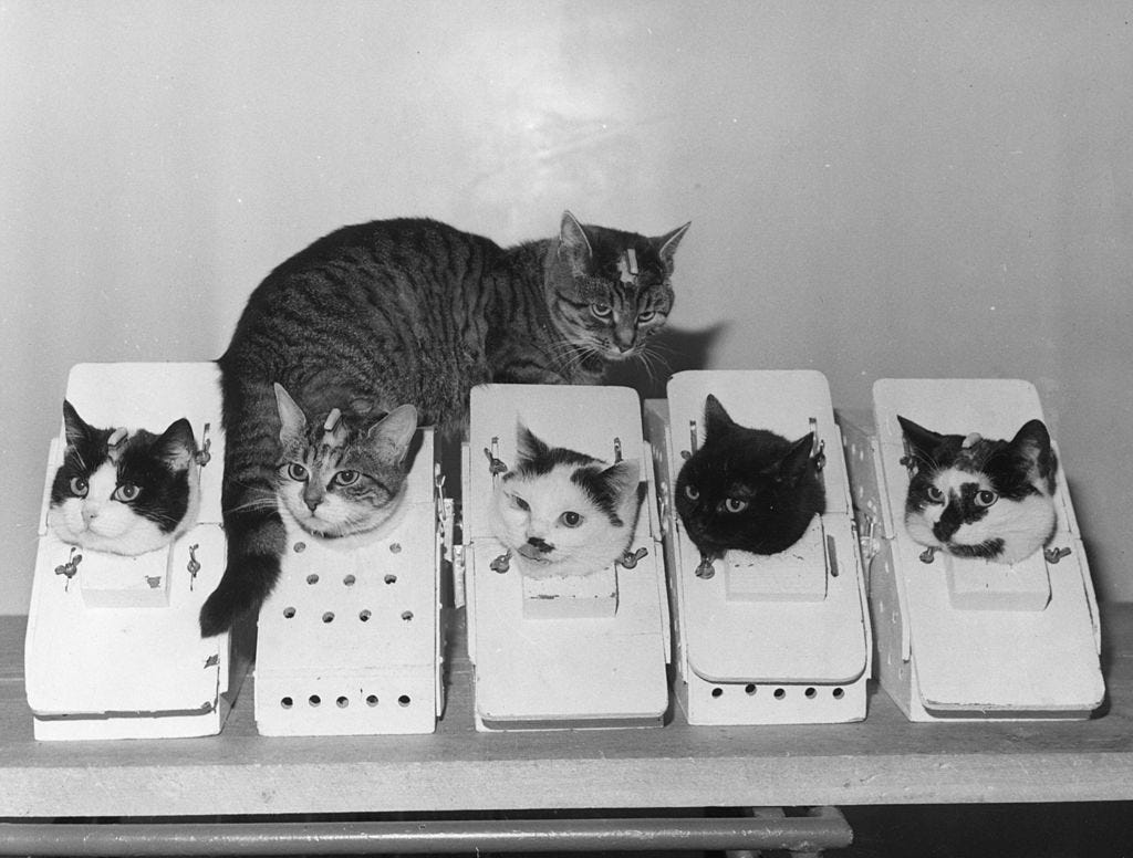 What Is Schrodinger's Cat? | Schrodinger's Cat Quantum Mechanics What Is Schrodinger's Cat? | Schrodinger's Cat Quantum Mechanics