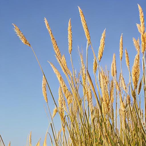 Notes from the Prairie