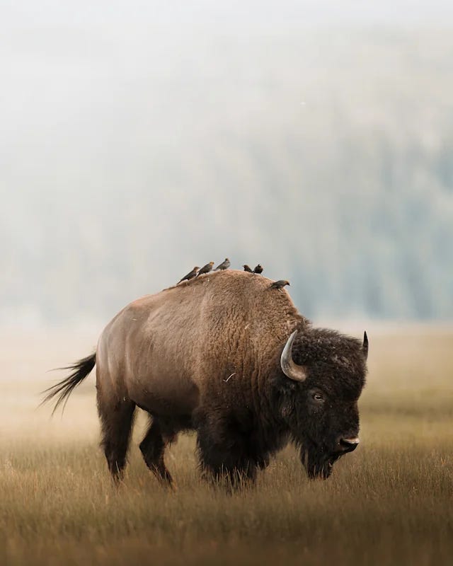Bison with birds on back in misty Yellowstone landscape showing telephoto compression and atmospheric wildlife photography editing style and American bison wildlife photography with dreamy atmospheric background blur and telephoto compression in Yellowstone winter landscape