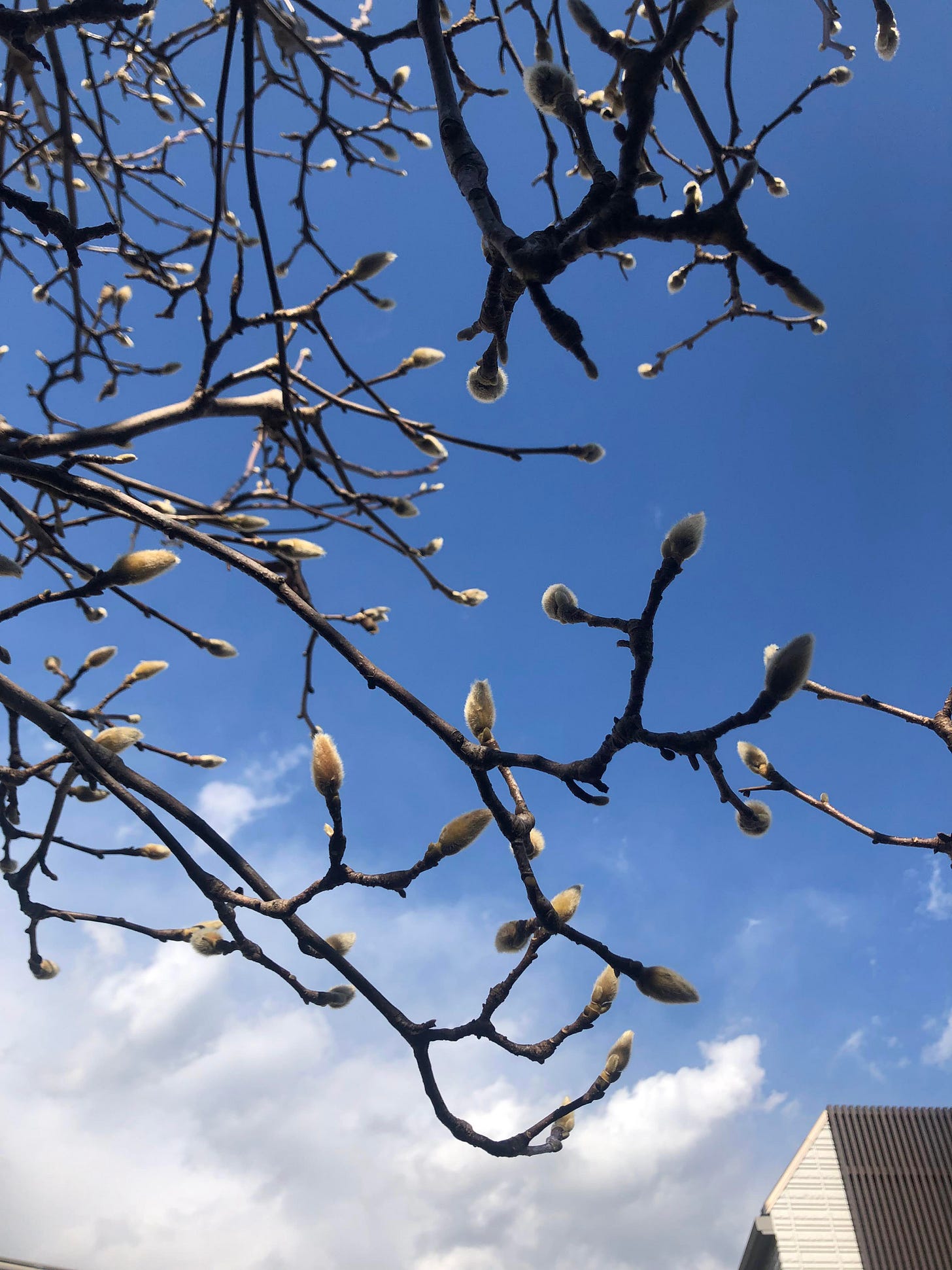 Buds on a tree in mid-February