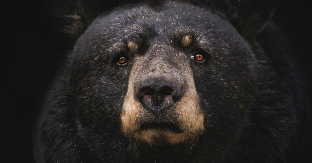 black bear on brown wooden tree branch