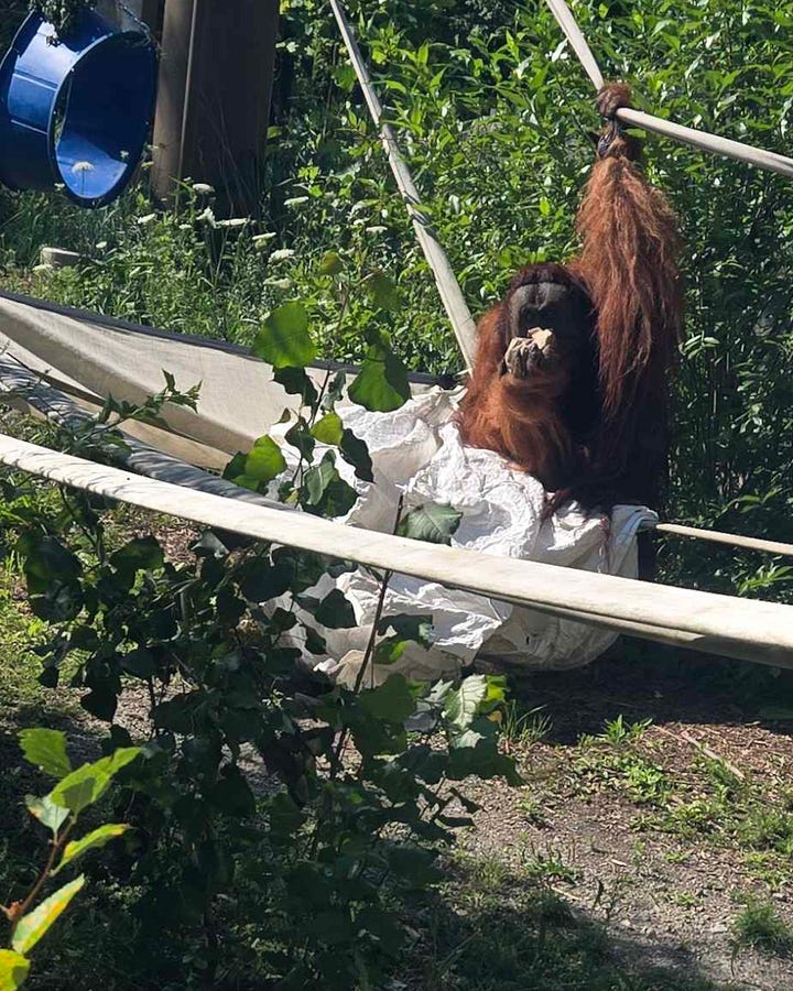 Pictures of baboons, an orangutan, a spider monkey, and a gorilla.