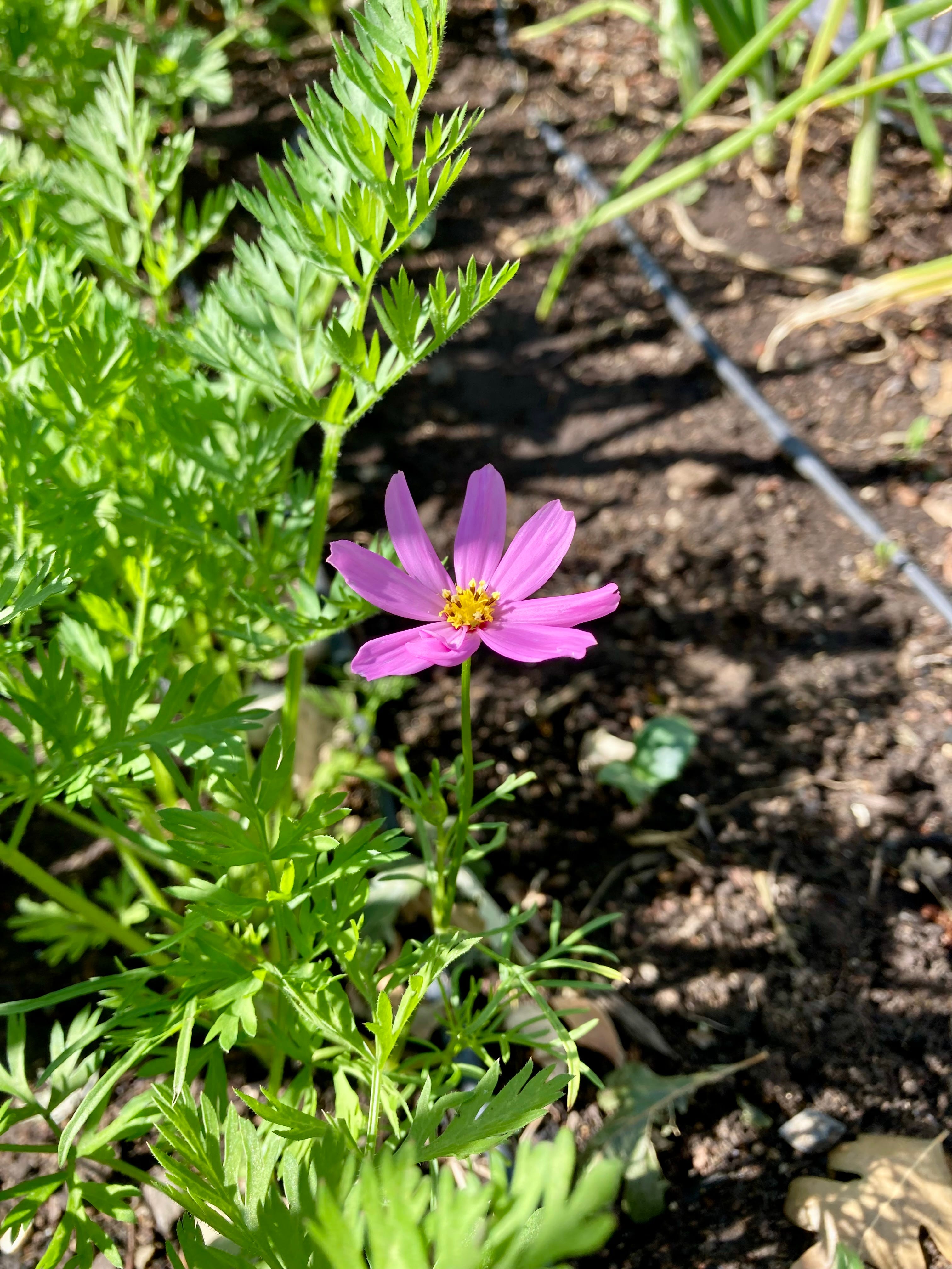 Growing Just Enough in Your Garden - by Natalie Gould