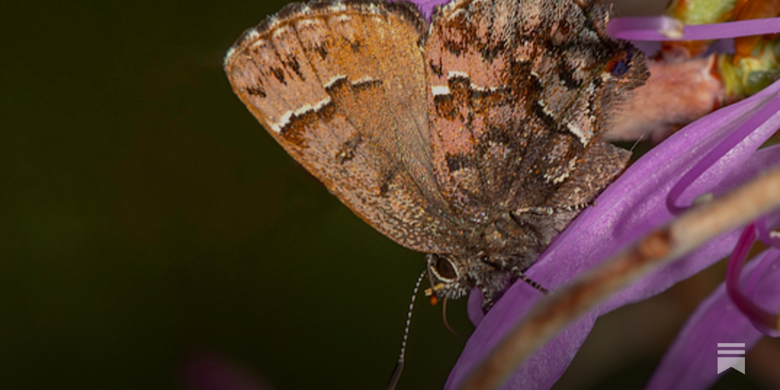 Virtue in a Little Brown Butterfly - by Bryan Pfeiffer