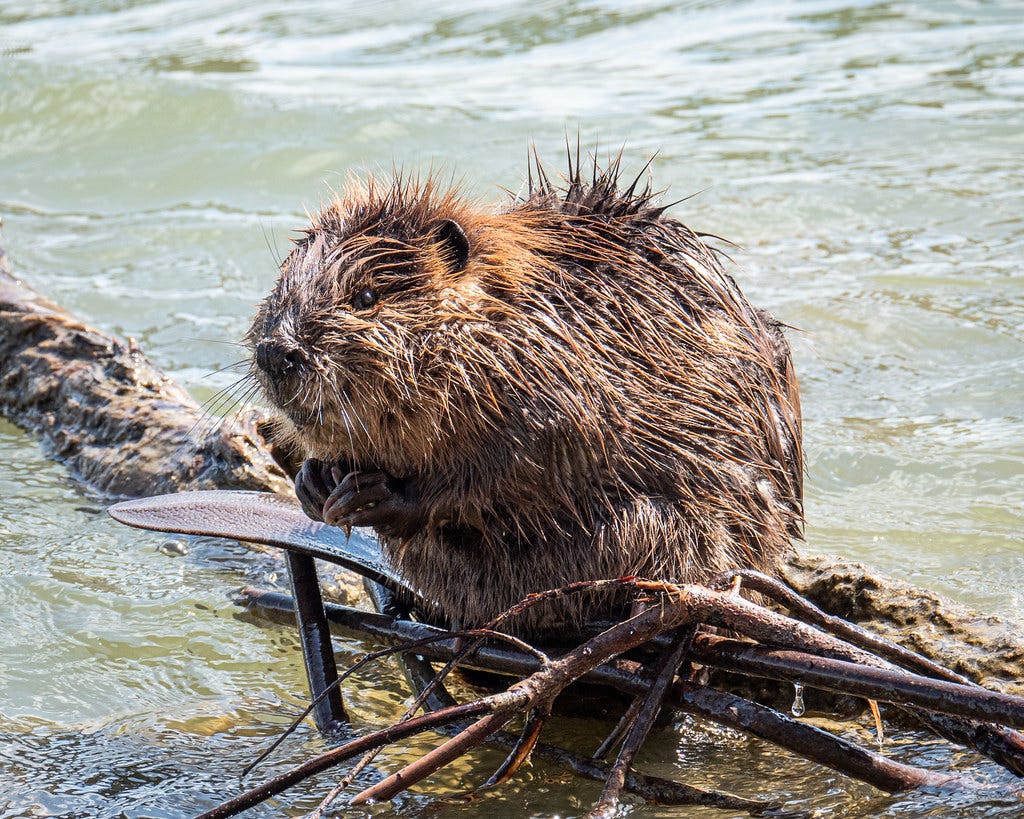 juvenile beaver