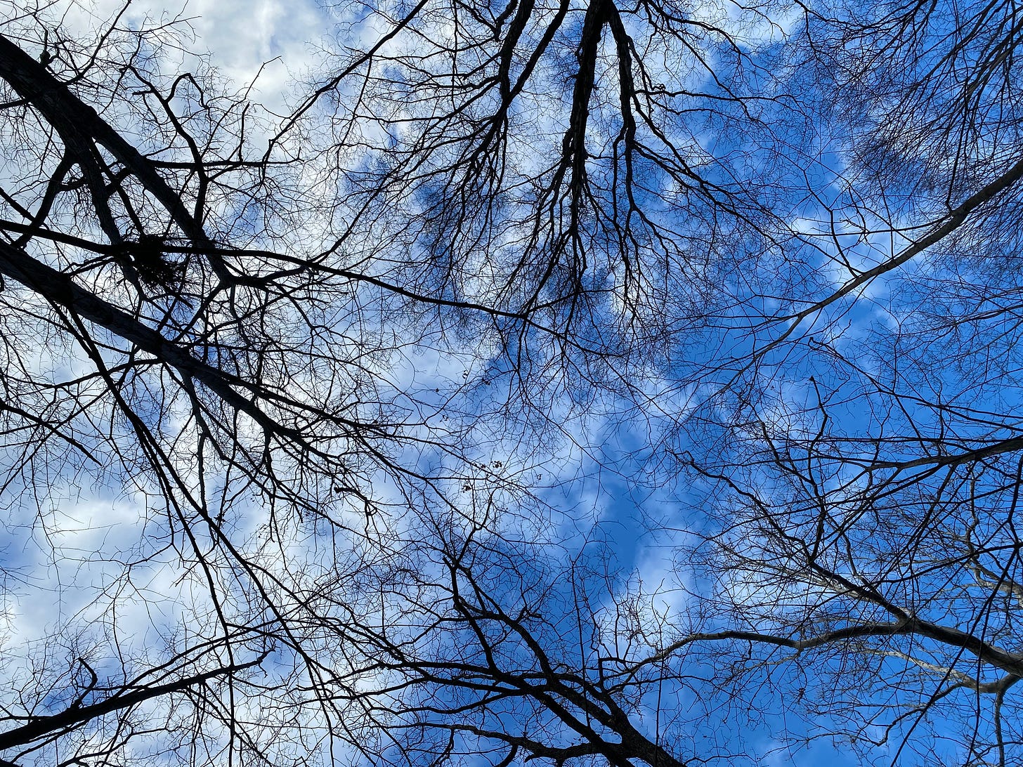 A view straight up through a tangle of bare branches to a deep blue sky feathered with clouds.
