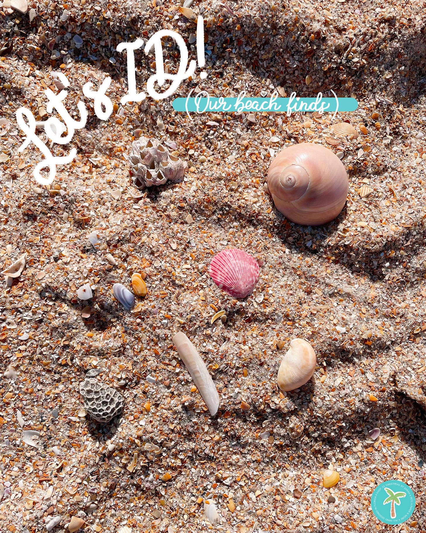 photo of seashells on the sand photo belongs to 25 Sweetpeas by Sarah