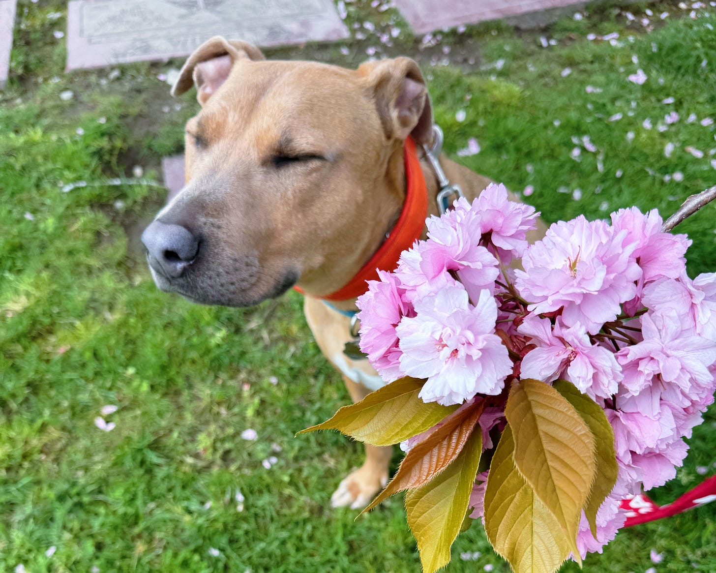 Smell the flowers while you can.