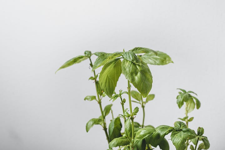 Fresh peaches and fresh basil. Photos by Vlad Deep and Oscar Hlgstrand via Unsplash.