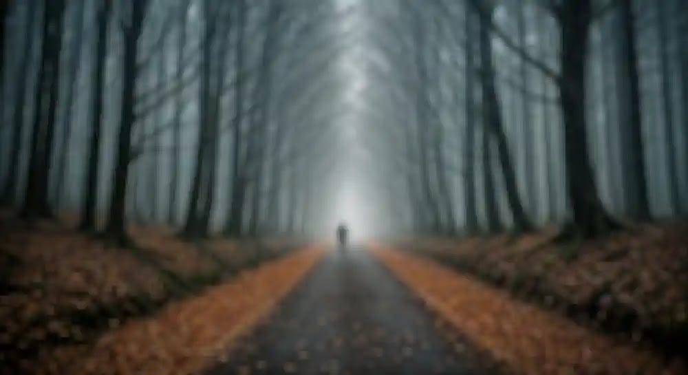 A Path Through the Forest Fog A foggy forest path symbolizes the bewilderment and unpredictability of Lewy body dementia.