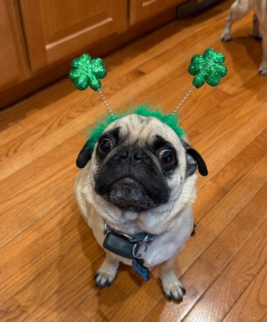 Pug dogs wearing shamrock headbands.