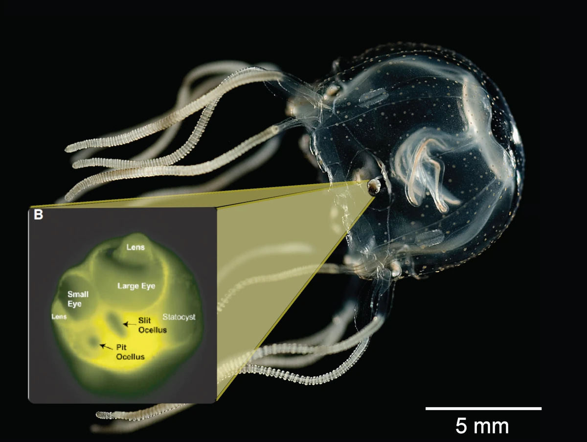 A picture of a box jellyfish, swimming freely. It is translucent and has fairly stubby tentacles. A picture-in-picture expands one of its rhopalia, showing four different eyes (labelled): small, large, slit ocellus and pit ocellus. The larger eyes have lenses.  The whole jellyfish is tiny, as shown by a 5mm bar for reference.