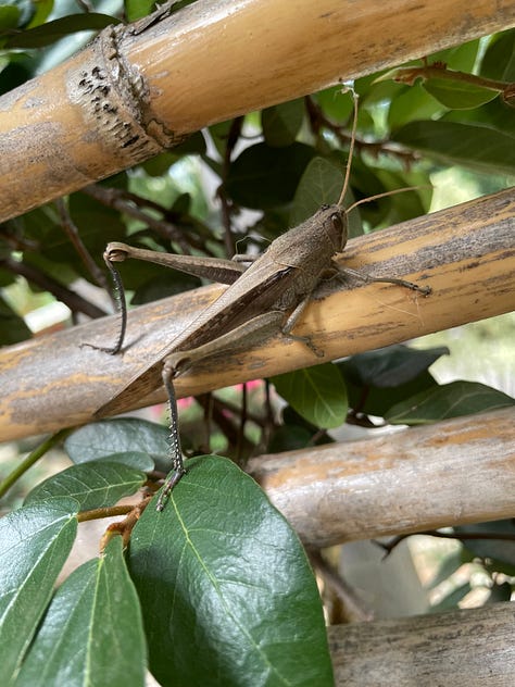 A collage showing a variety of insects and other creatures like lizards and frogs.