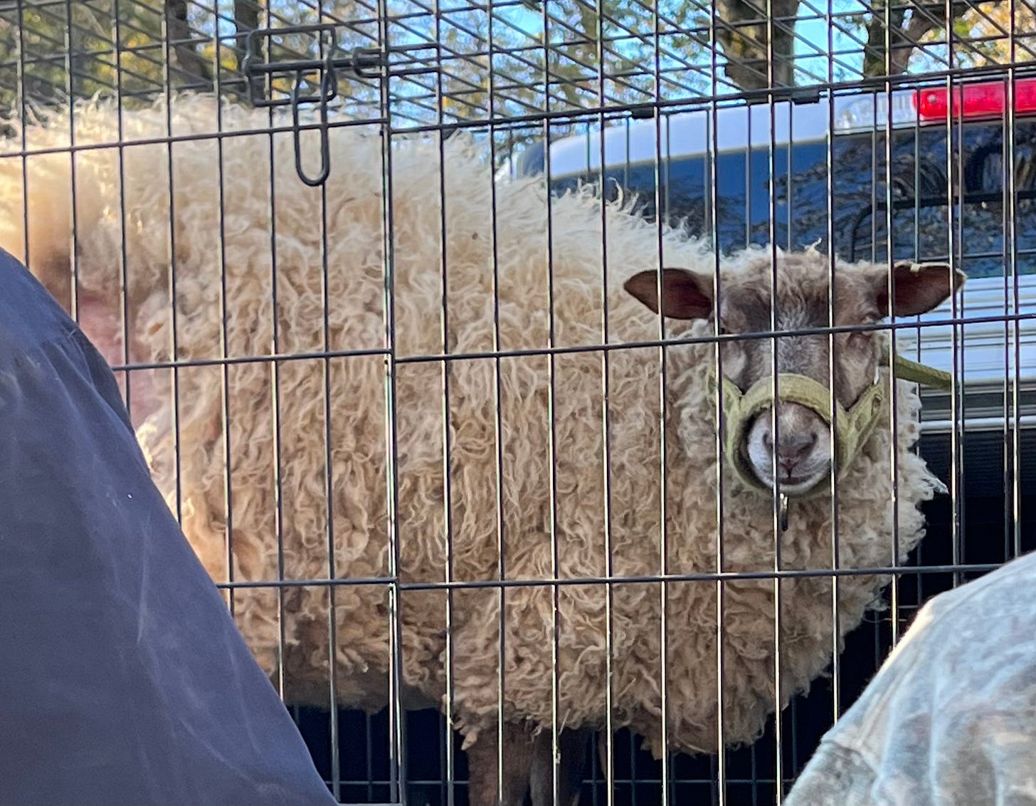 ewe lamb leg wound