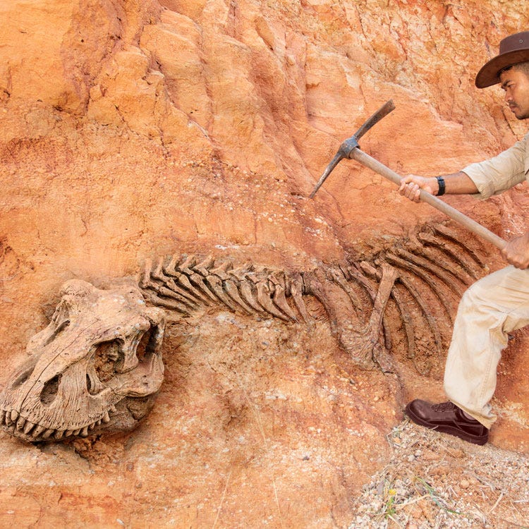 Many digging fossils. Many digging fossils.