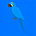 Hyacinth Macaw's avatar