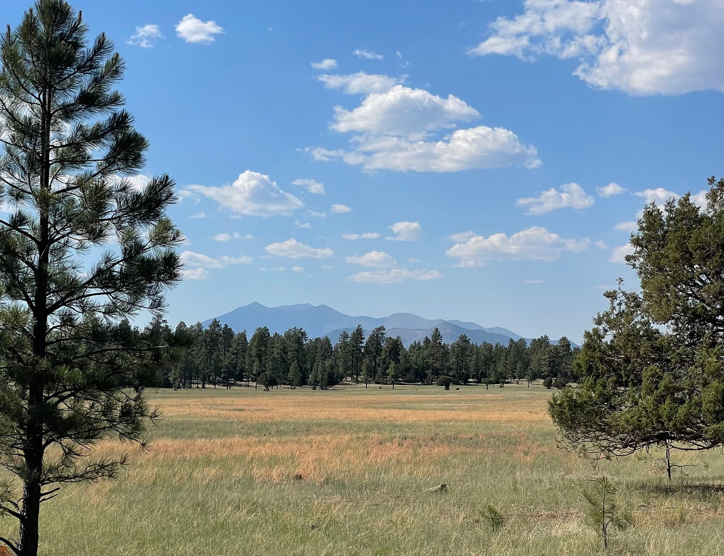 a marshy area with a forest in midground and a mountain range in the background
