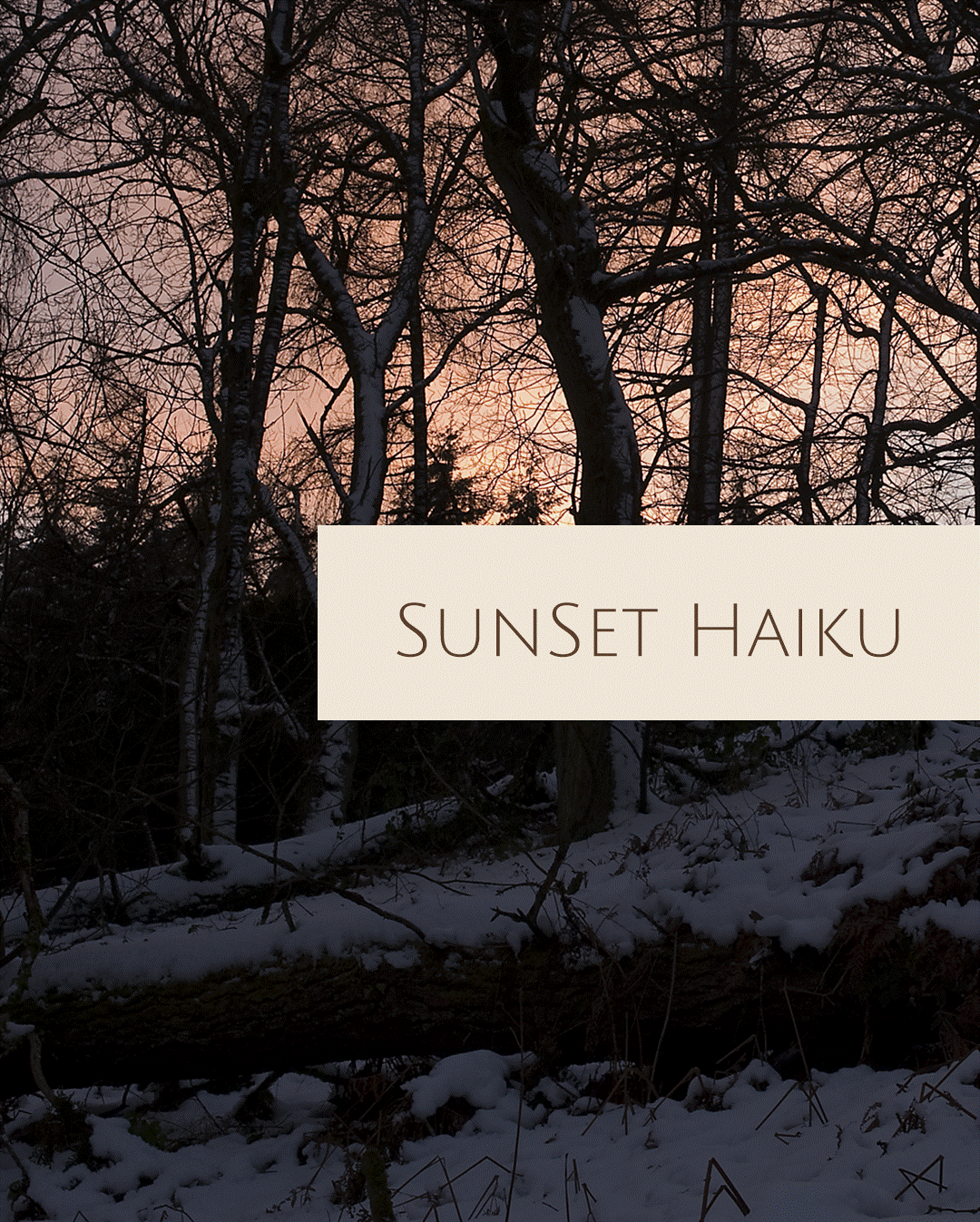 Snowy woodland at dusk, bare trees and low sun; title card reads ‘SUNSET HAIKU’ Snowy woodland at dusk, bare trees and low sun; title card reads ‘SUNSET HAIKU’