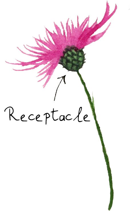 illustration of knapweed with the receptacle clearly shown