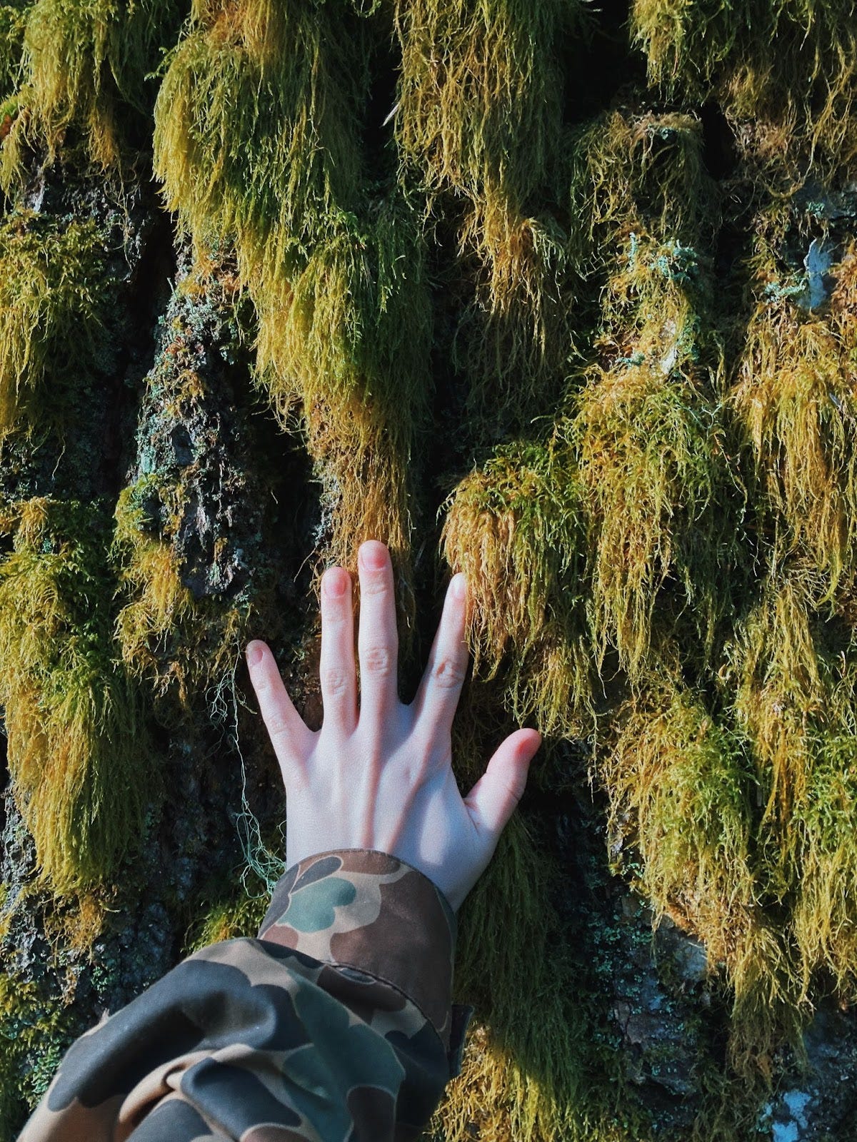 a hand reaches out to touch a mossy tree a hand reaches out to touch a mossy tree