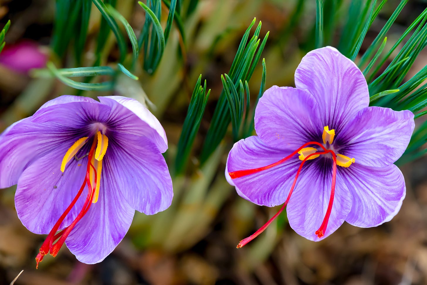 saffron | Description, History, & Uses | Britannica saffron | Description, History, & Uses | Britannica