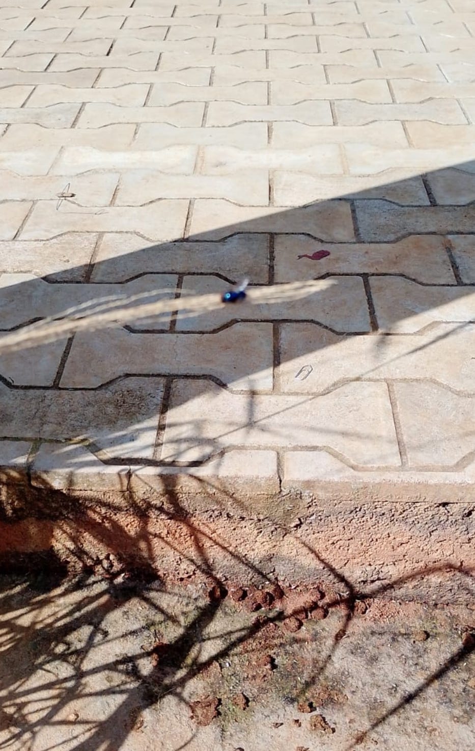 foto da mosca azul foto da mosca azul