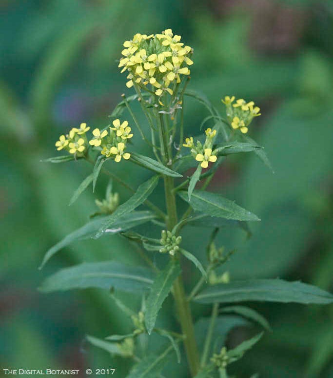 Wormseed Wallflower - Erysimum chairanthoides