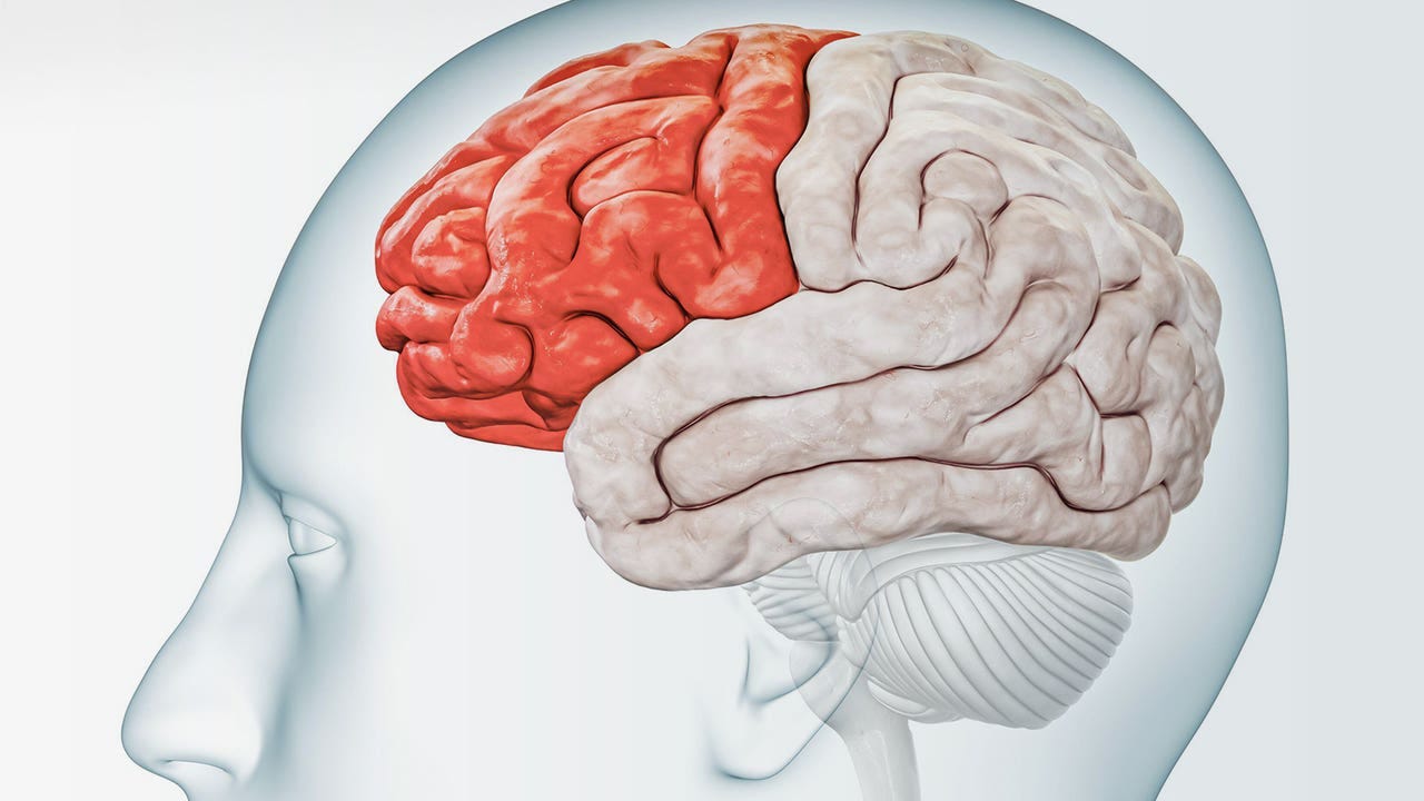 How Is Our Prefrontal Cortex Faring in this Toxic Era? | MedPage Today