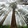 To See Such Trees