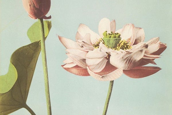 Rose's Little Corner | Substack