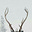 Half Horned God's avatar